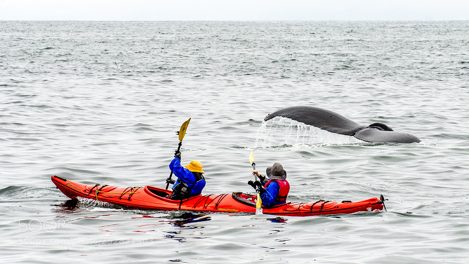 Nikon D4 sample photo. Whales photography