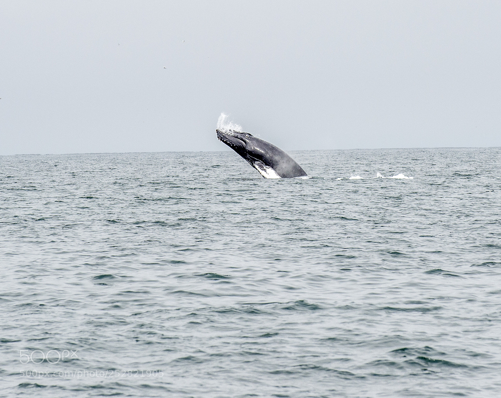 Nikon D4 sample photo. Whales photography