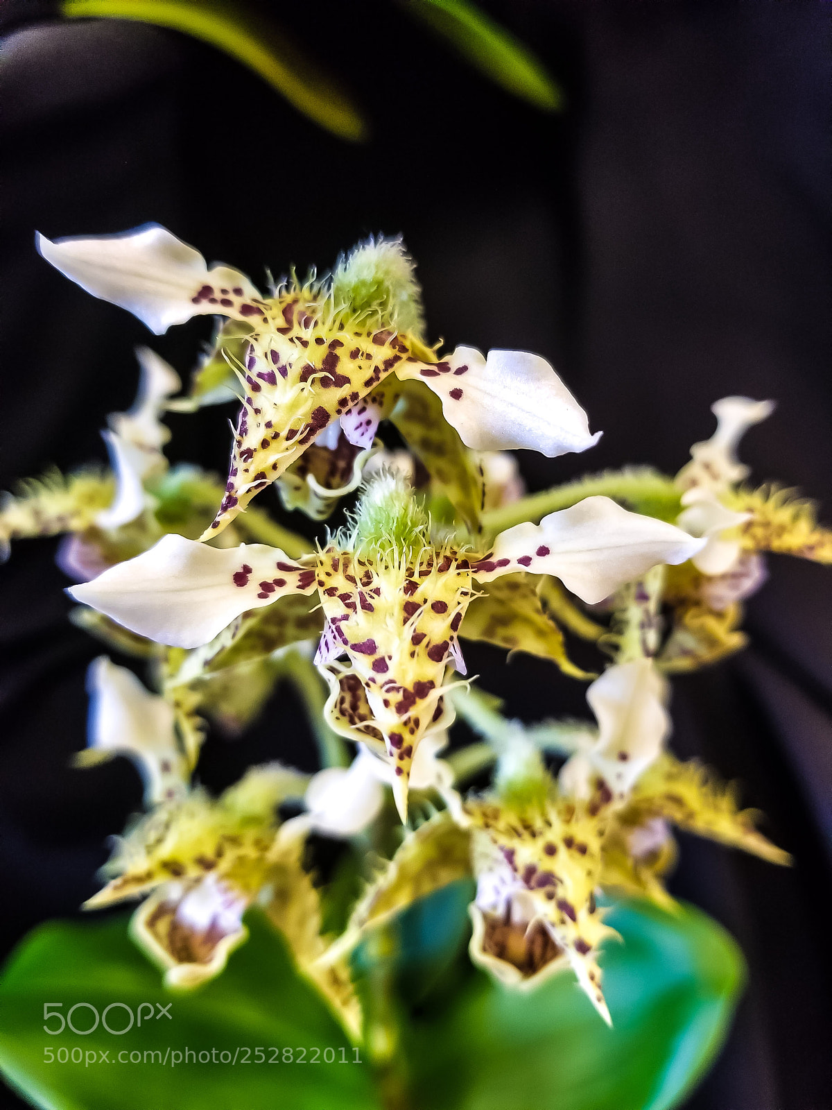 Samsung Galaxy S8 sample photo. Freckled flower photography