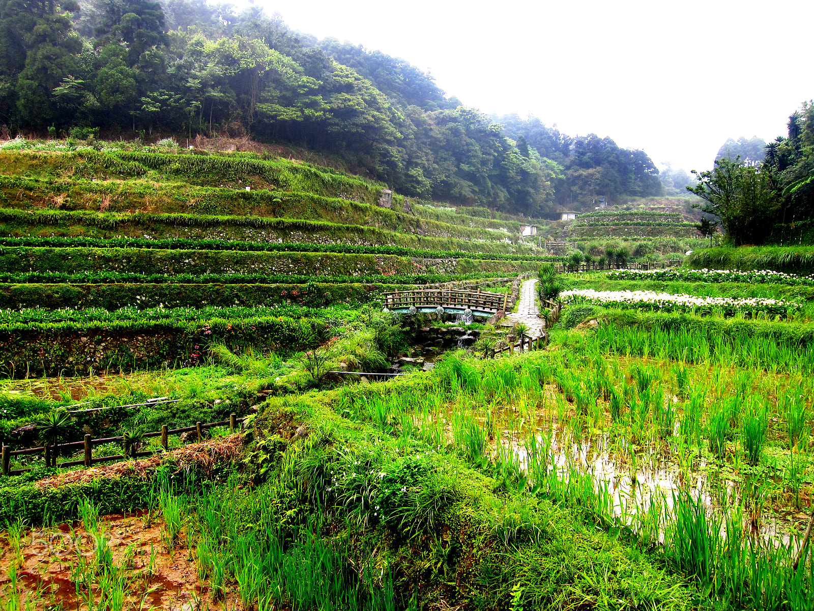 Canon PowerShot S95 sample photo. Taken in yangmingshan national park 陽明山國家公園, taiwan photography