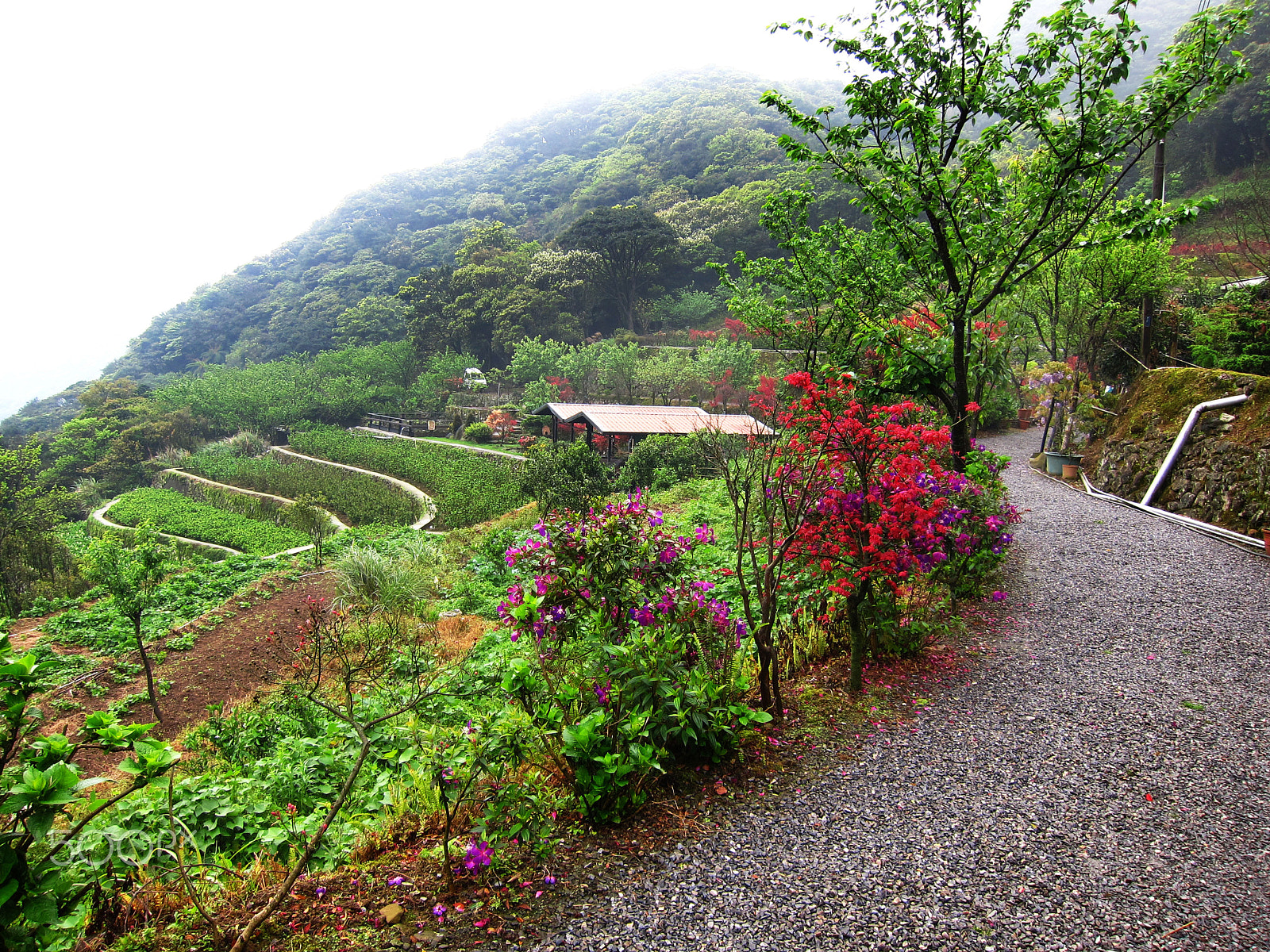 Canon PowerShot S95 sample photo. Taken in yangmingshan national park 陽明山國家公園, taiwan photography
