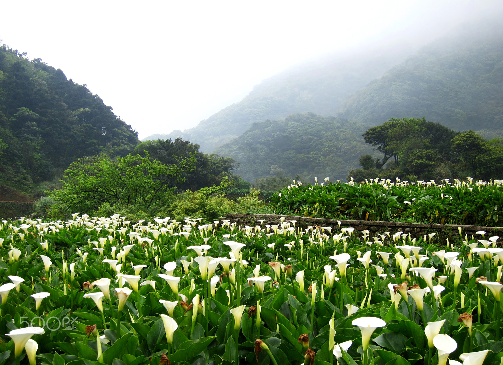 Canon PowerShot S95 sample photo. Taken in yangmingshan national park 陽明山國家公園, taiwan photography