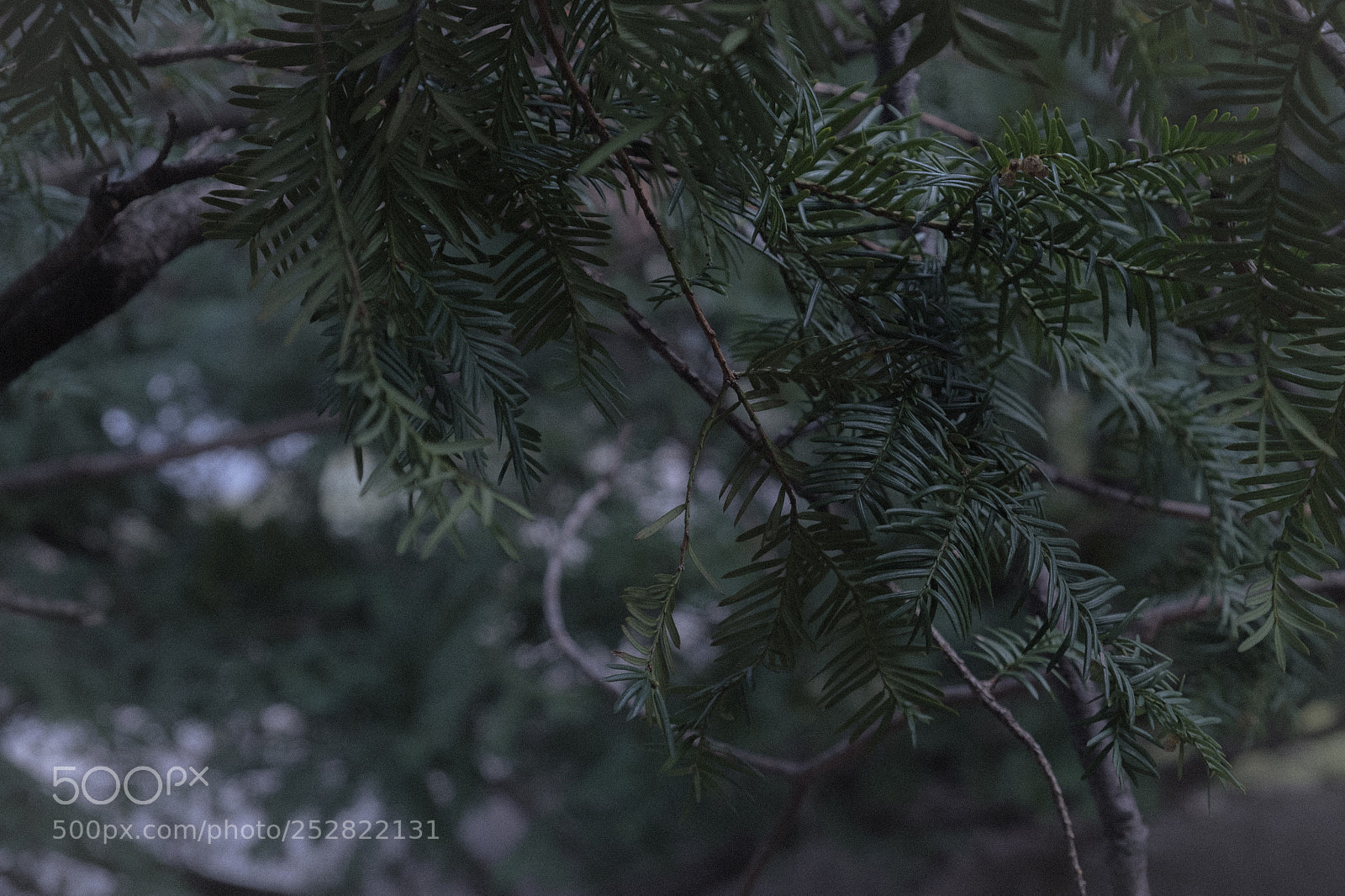 Fujifilm X-T2 sample photo. No point photography