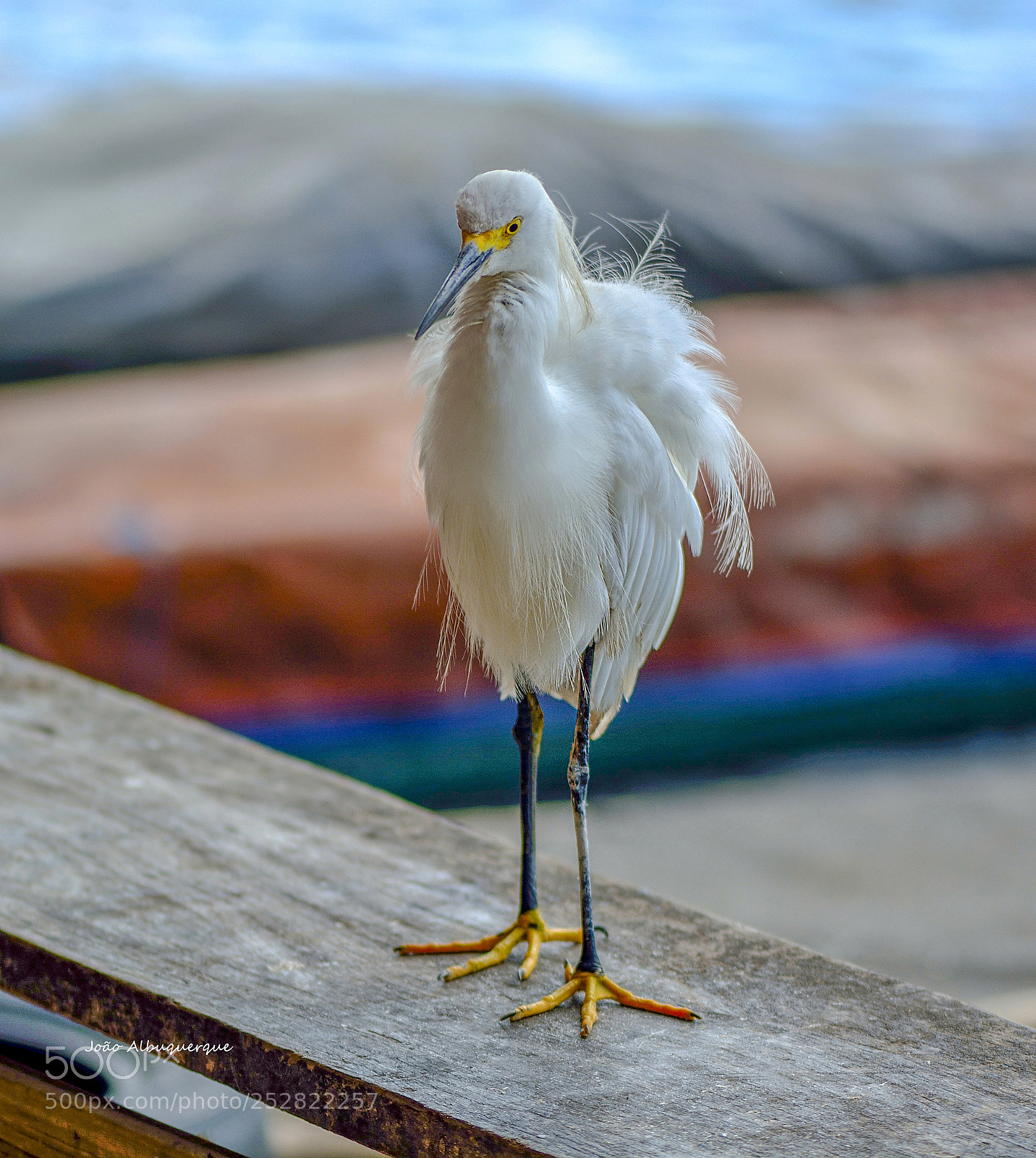 Nikon D5200 sample photo. The little heron photography