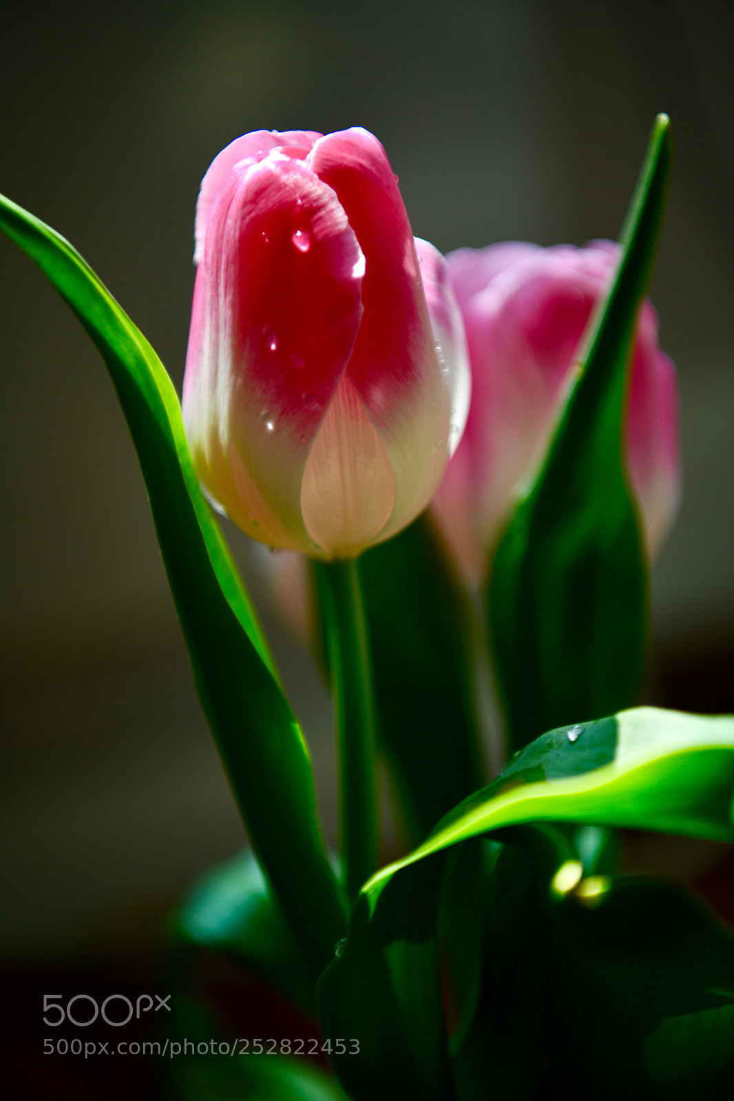 Nikon D850 sample photo. The tulips are blooming photography