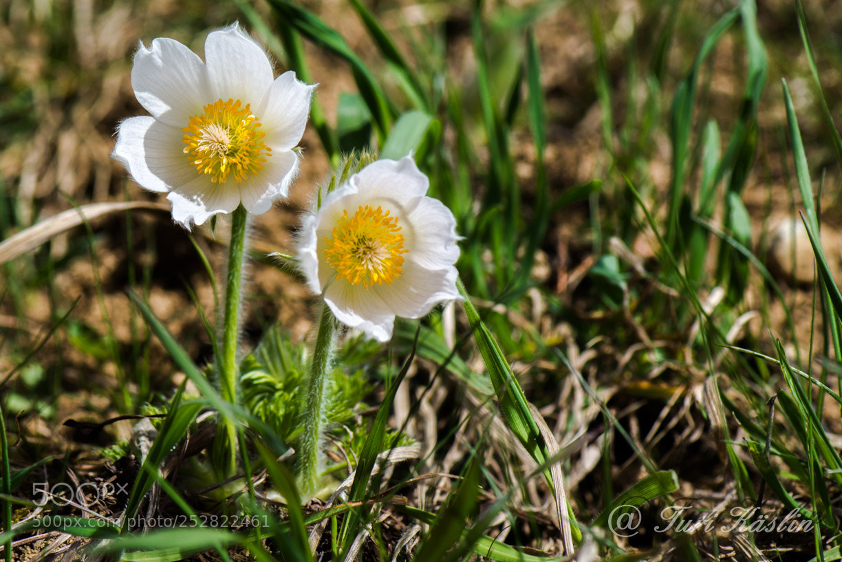 Nikon D800E sample photo. 800_7885.jpg photography