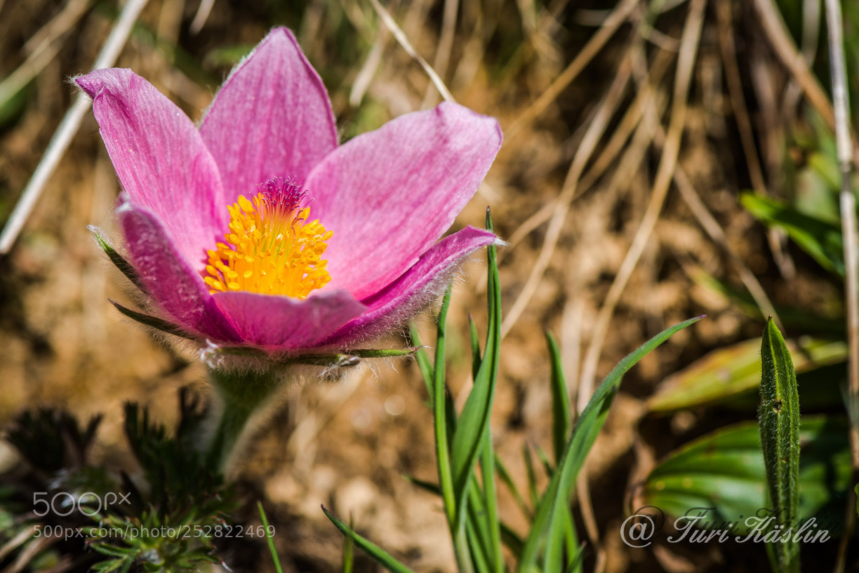 Nikon D800E sample photo. 800_7889.jpg photography