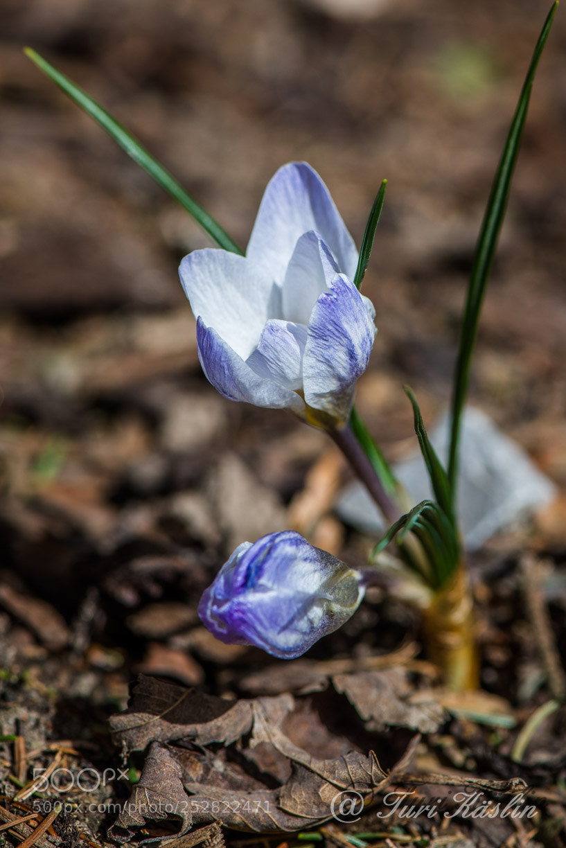 Nikon D800E sample photo. 800_7898.jpg photography