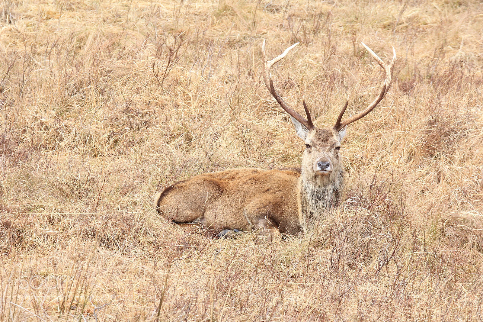 Canon EOS 60D sample photo. Gazing after grazing. photography