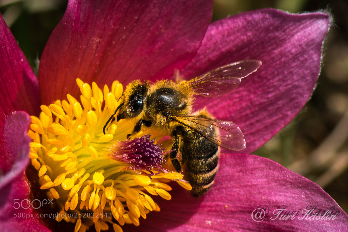 Nikon D800E sample photo. 800_7934-2.jpg photography