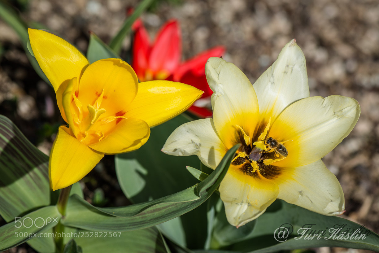 Nikon D800E sample photo. Frühling photography