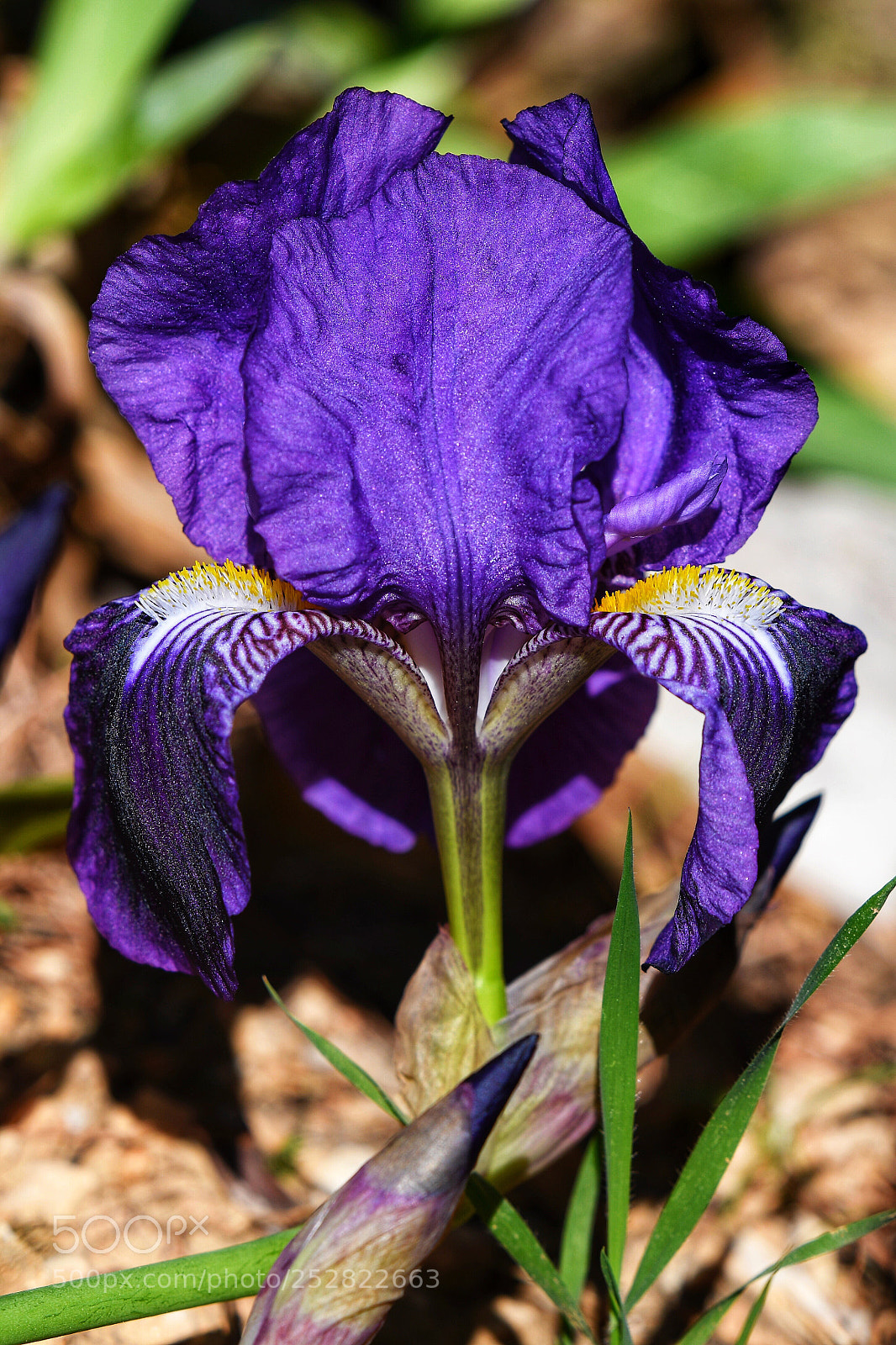 Nikon D850 sample photo. Spring is back photography