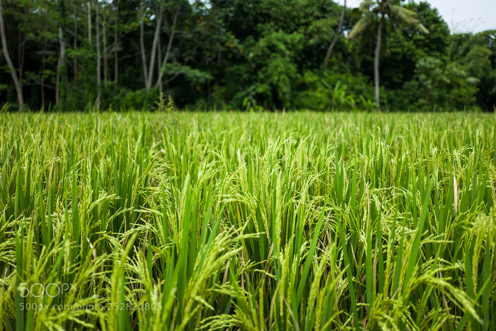 Leica Q (Typ 116) sample photo. Green field in bali photography