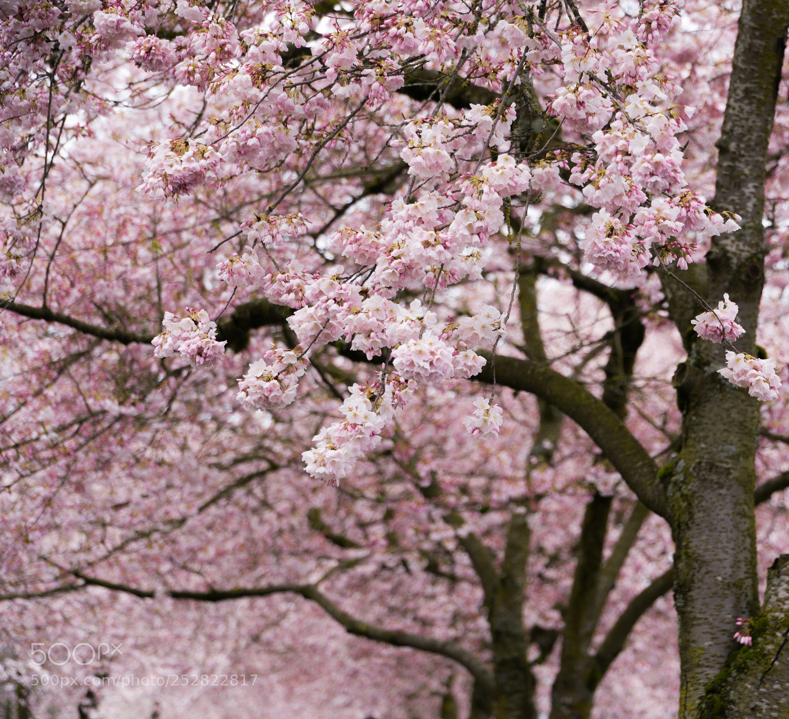 Sony a7R II sample photo. Cherry blossom photography