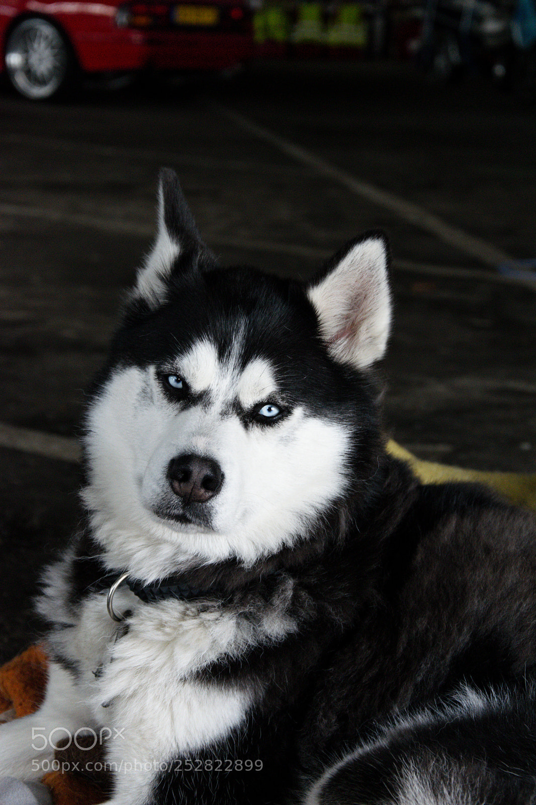 Nikon D5300 sample photo. Hercules just relaxing photography