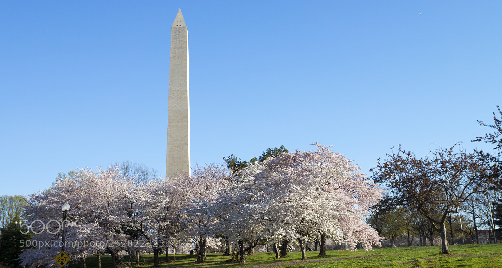 Sony SLT-A77 sample photo. Dc cherry blossom photography
