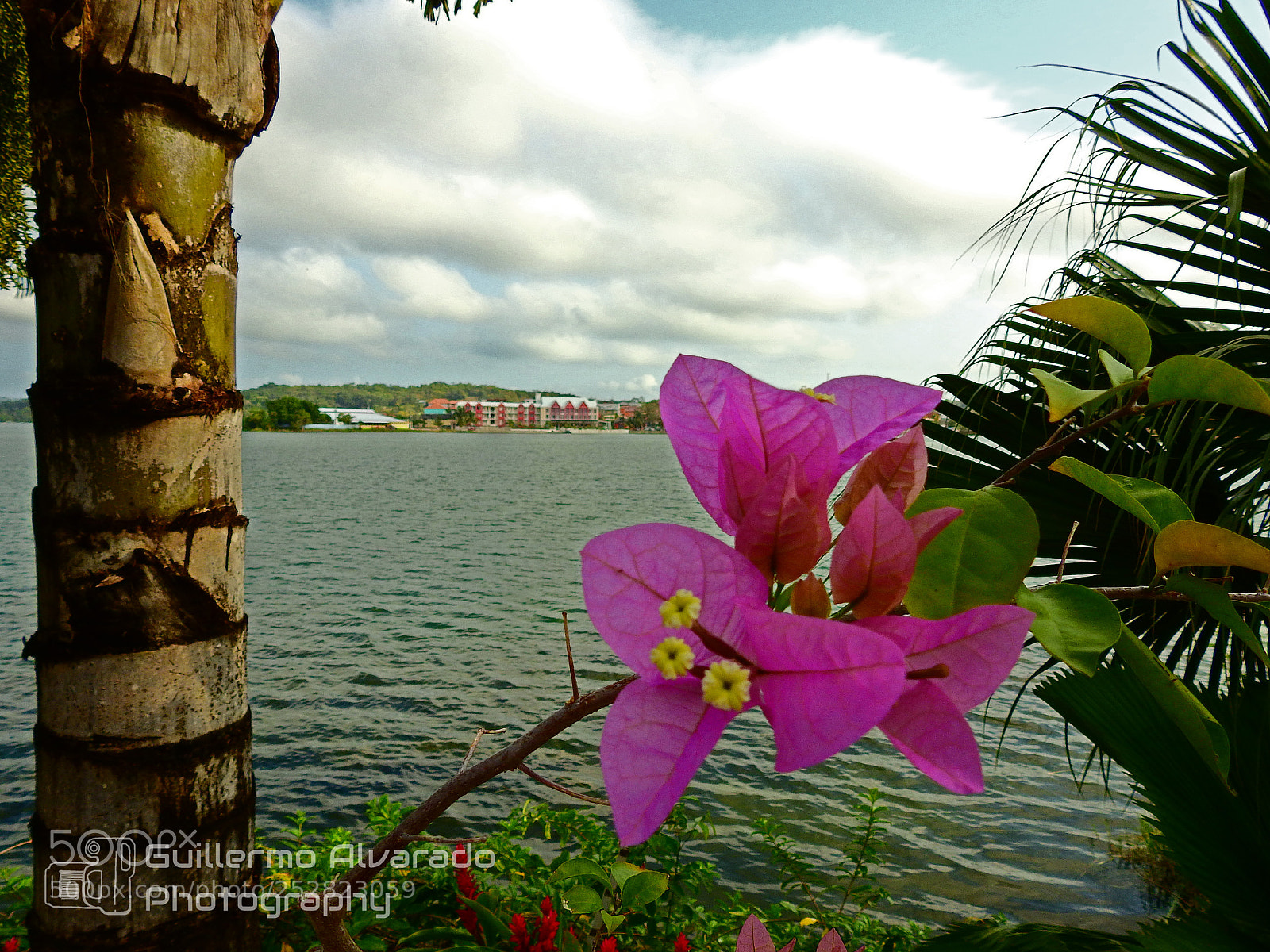 Nikon Coolpix P900 sample photo. Flores en flores photography