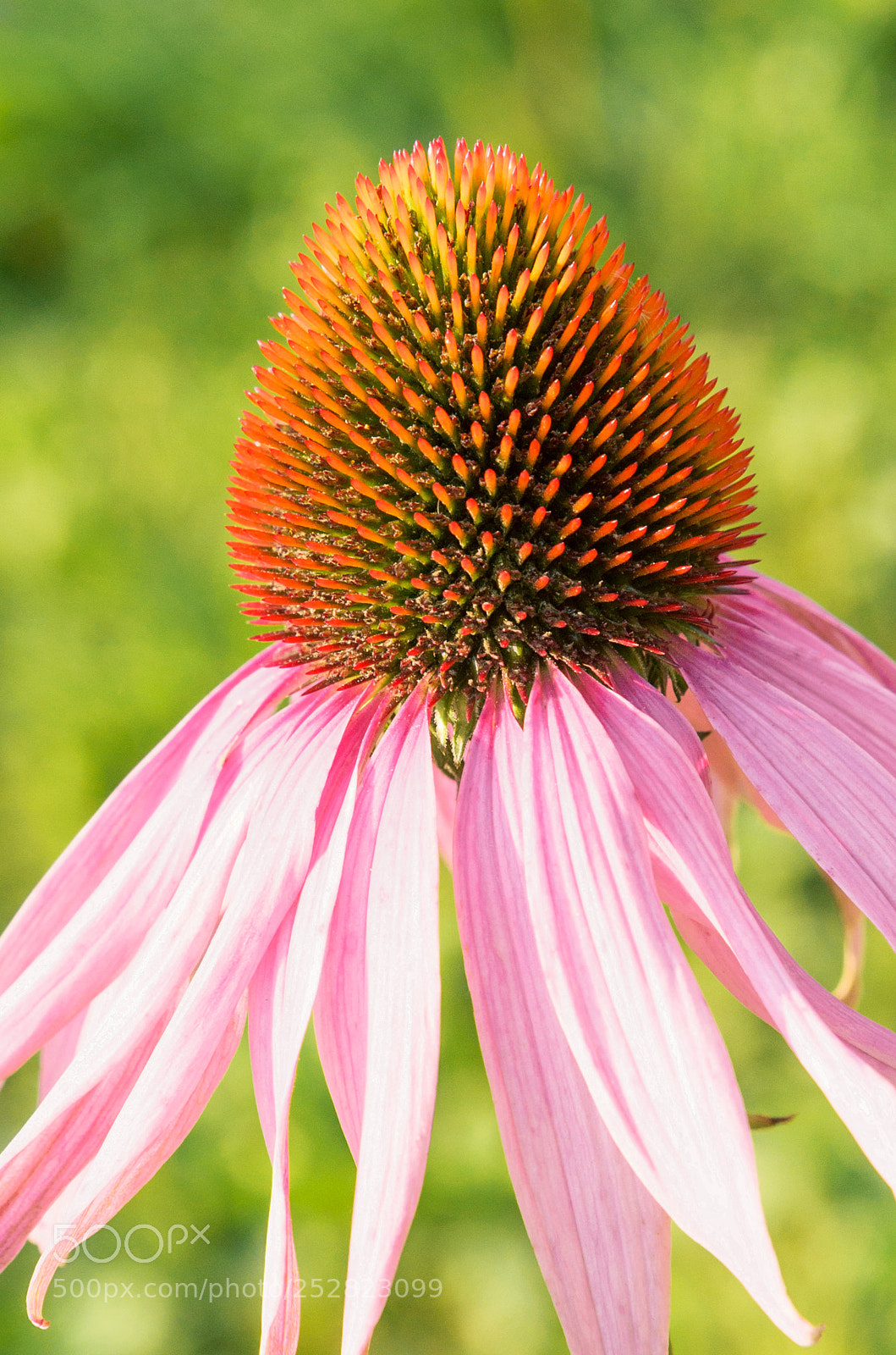 Nikon D7000 sample photo. Echinacea. photography