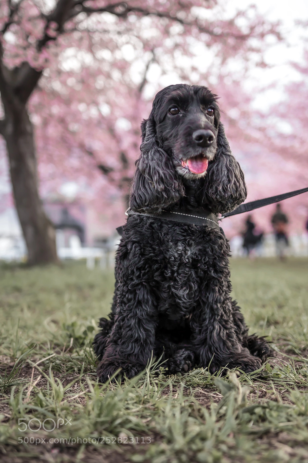 Canon EOS 80D sample photo. My lovely dog photography