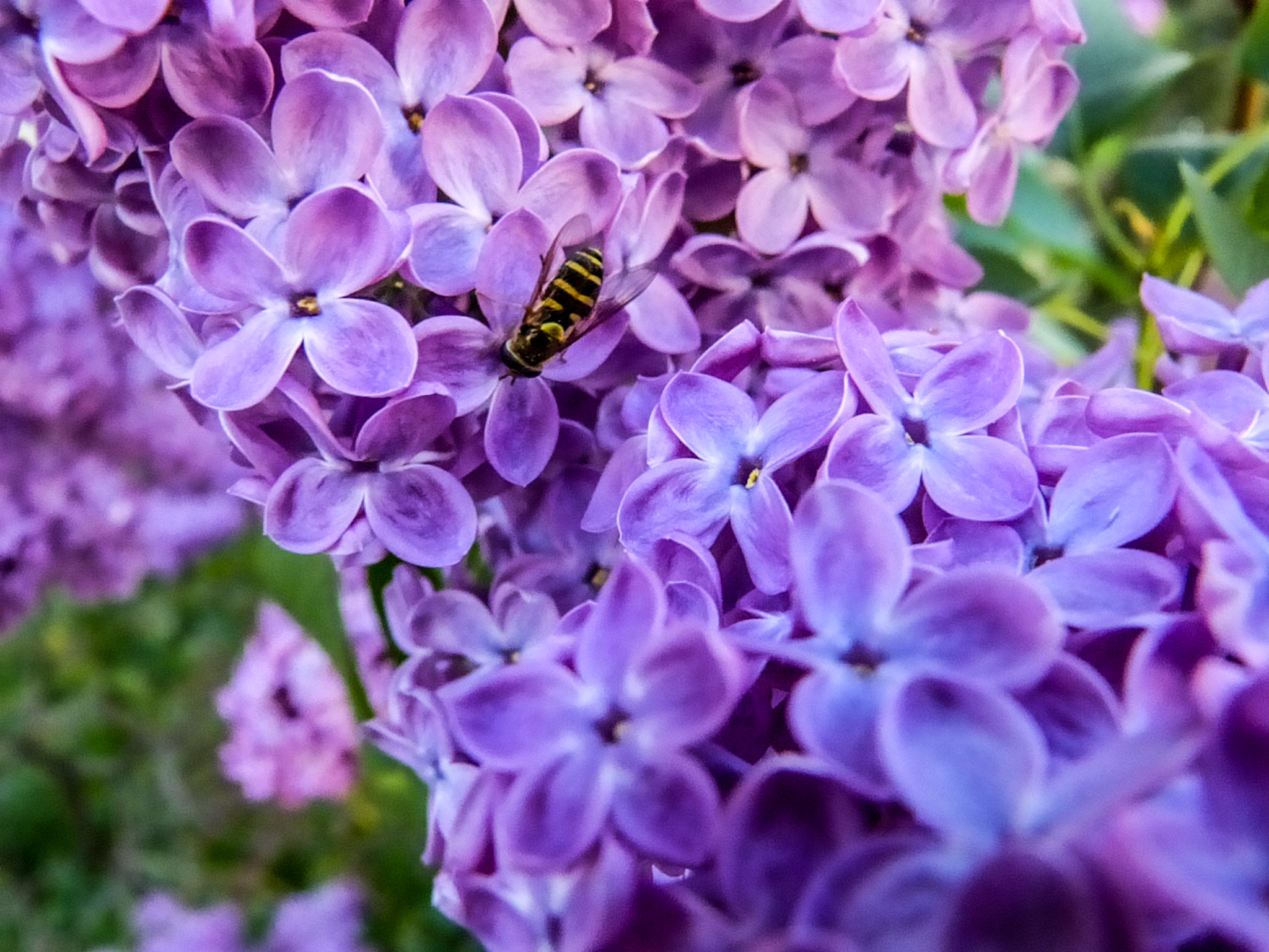 Panasonic Lumix DMC-FZ60 (Lumix DMC-FZ62) sample photo. Lilac visits photography