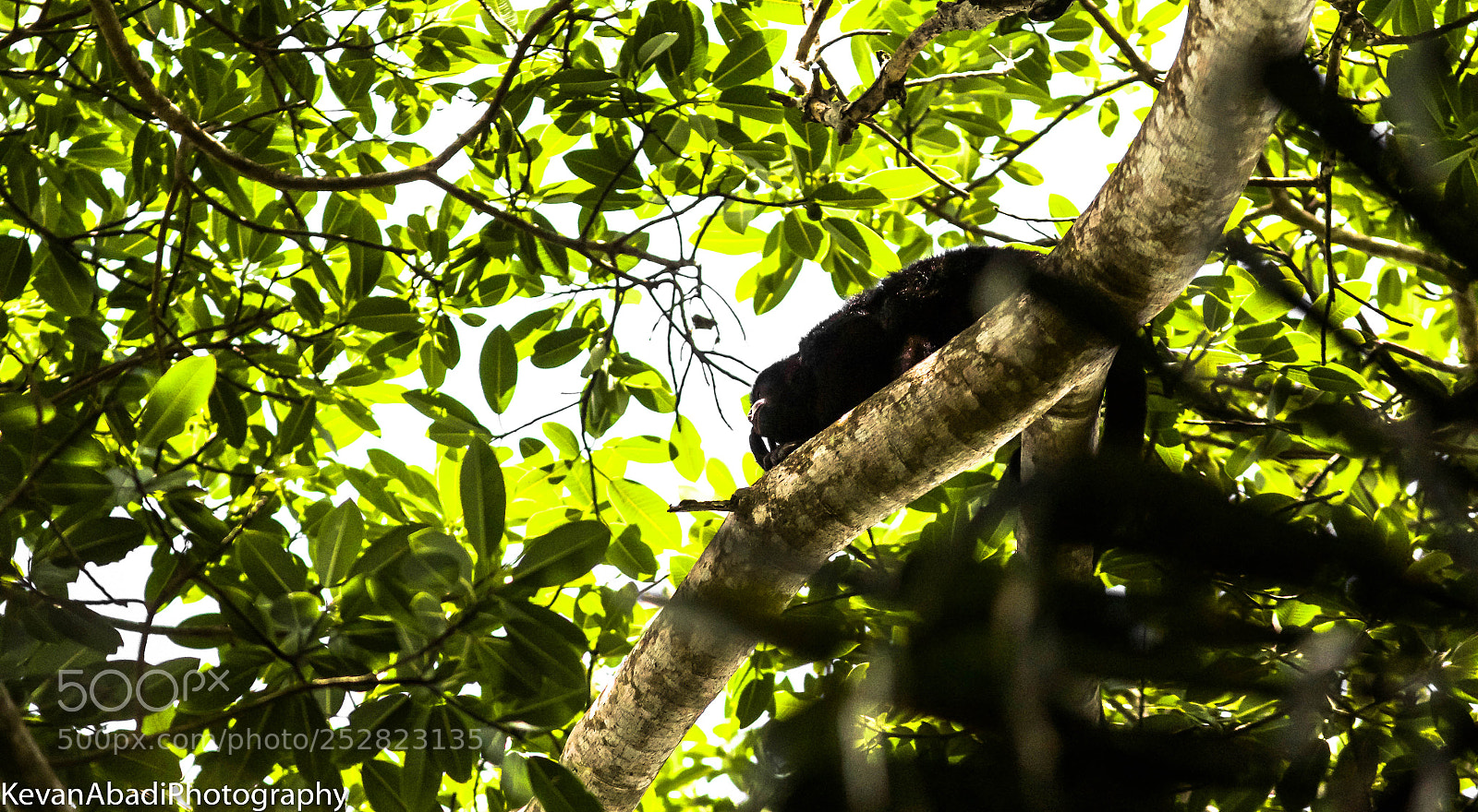 Canon EOS 70D sample photo. Black howler monkey along photography
