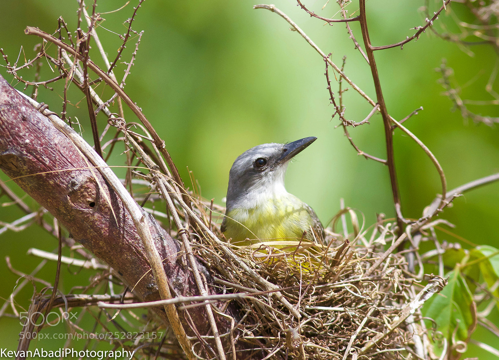 Canon EOS 70D sample photo. Yellow breasted warbler in photography
