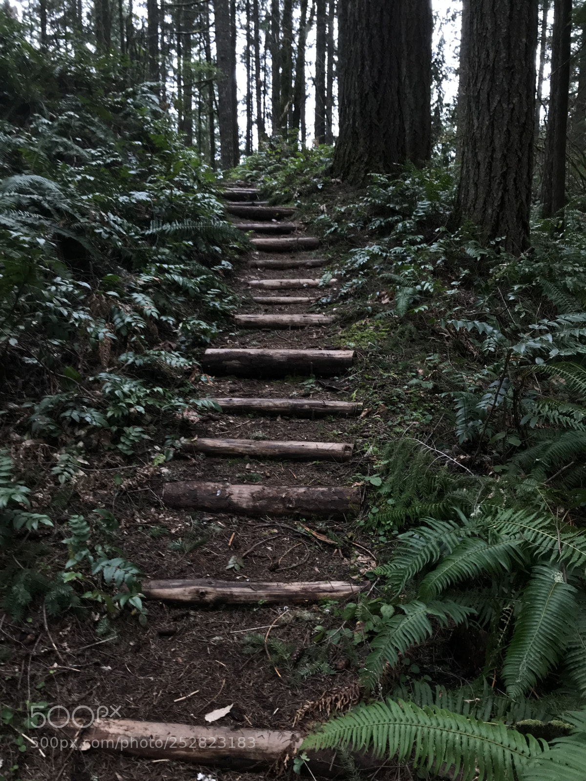 Apple iPhone 7 sample photo. Oregon shrine trail steps photography