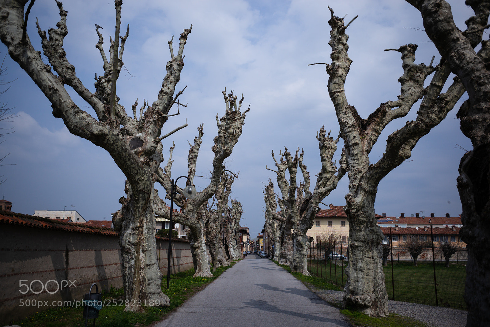 Leica M (Typ 240) sample photo. Cherasco - alberi nodosi photography