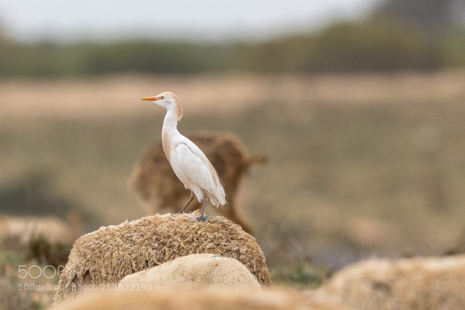 Canon EOS 5D Mark IV sample photo. Cattle egret riding a photography