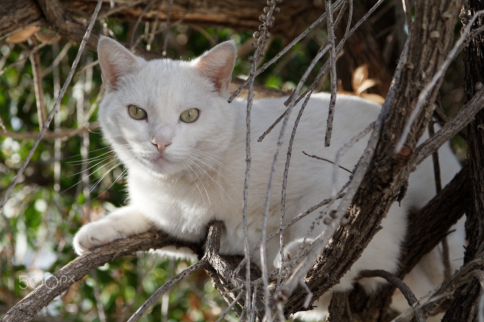 Canon EOS 80D + Canon EF 24-105mm F4L IS USM sample photo. Cat up a tree photography