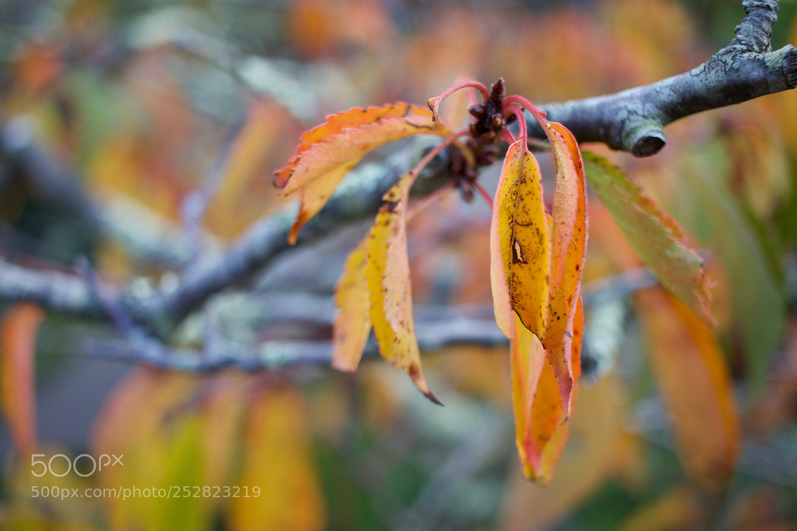 Canon EOS 70D sample photo. Leaves changing color at photography