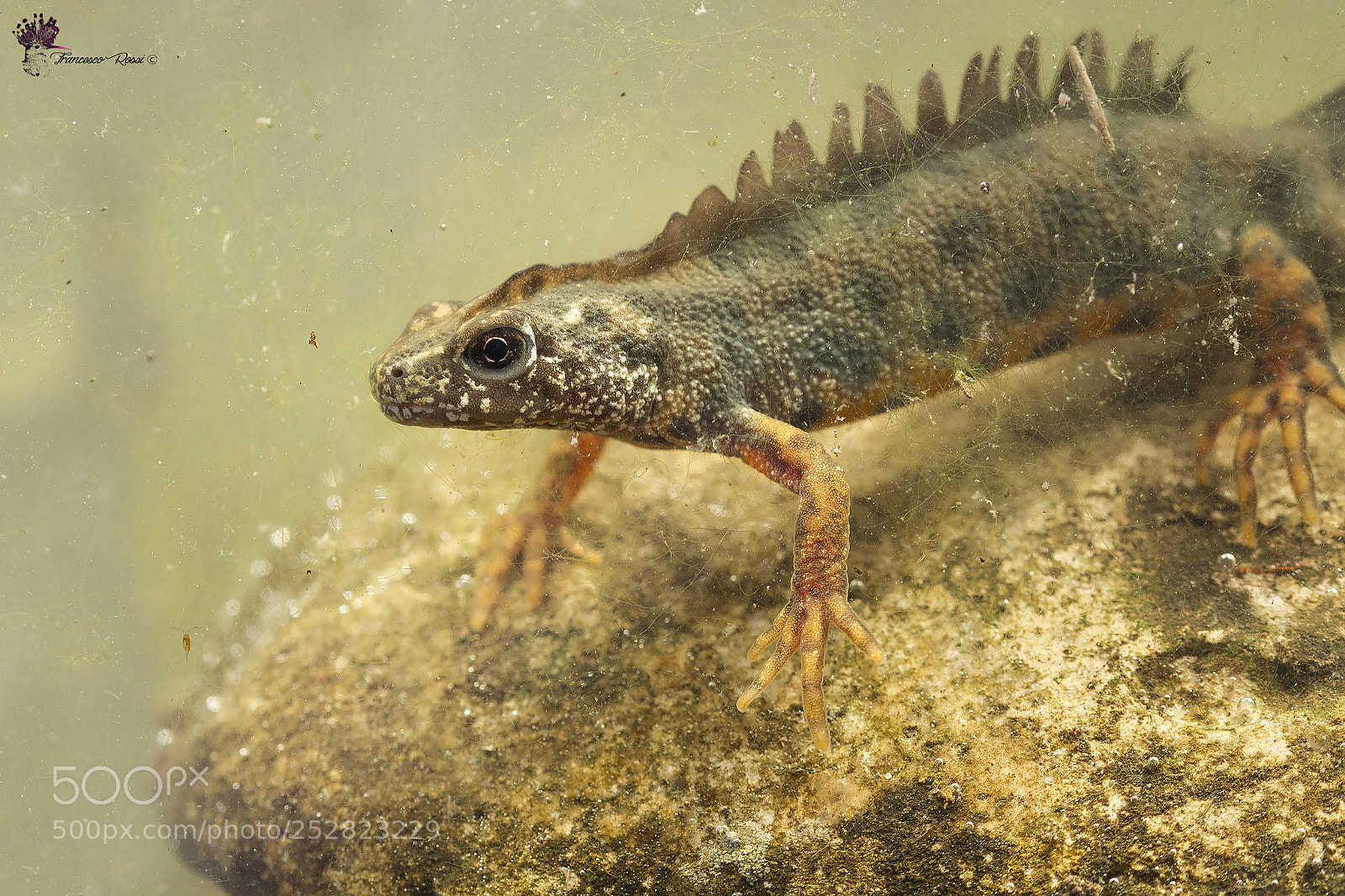 Canon EOS 7D sample photo. Crested newt, tritone crestato photography