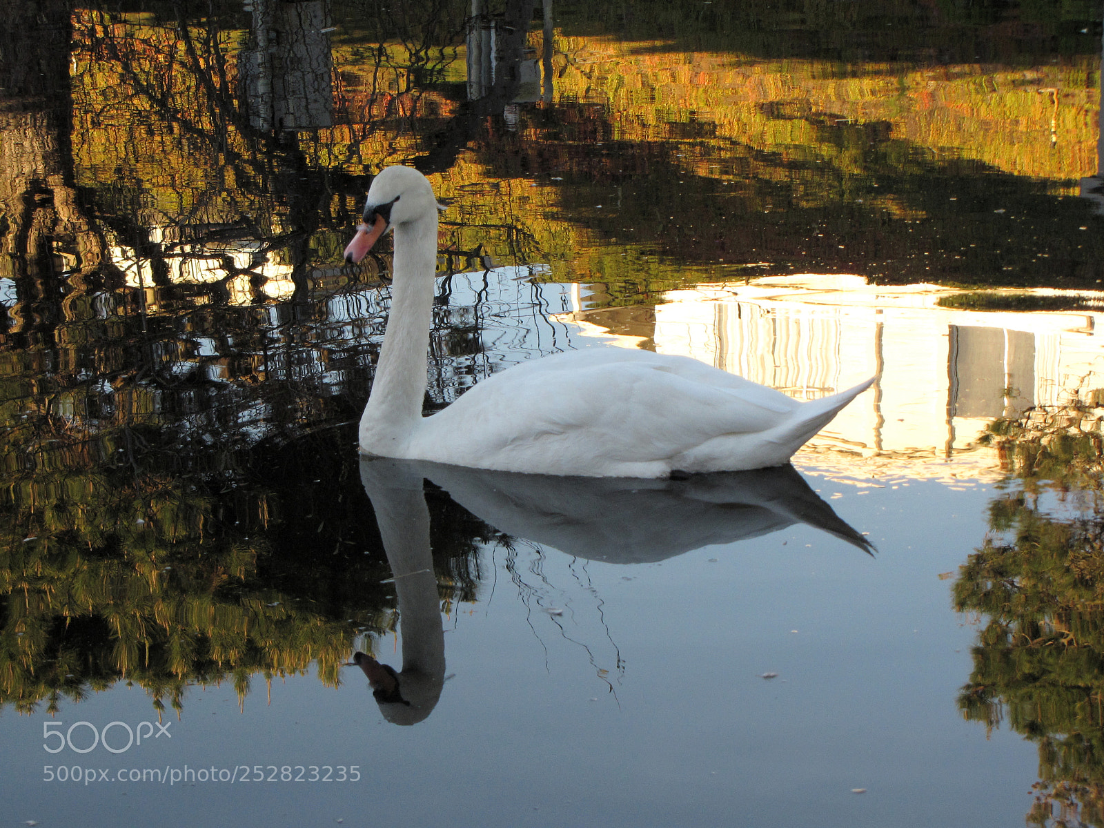 Canon PowerShot SX10 IS sample photo. Mirrored swan photography