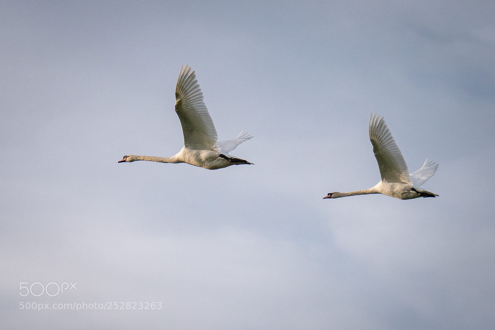 Panasonic Lumix DMC-GX8 sample photo. Swans photography