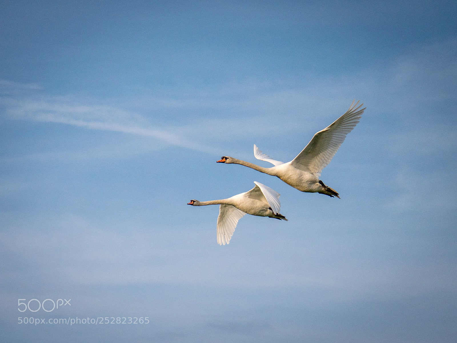 Panasonic Lumix DMC-GX8 sample photo. Swans 2 photography