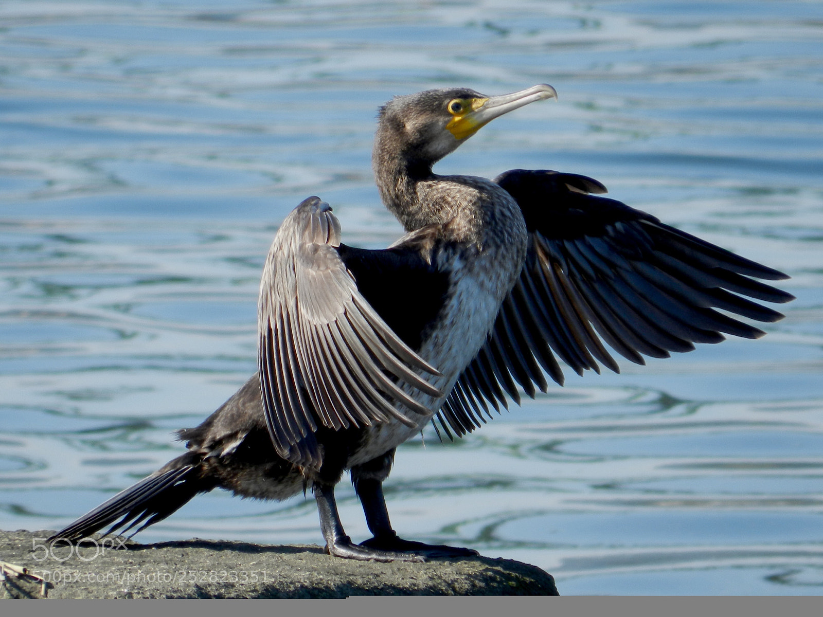 Nikon Coolpix P500 sample photo. Cormorán photography