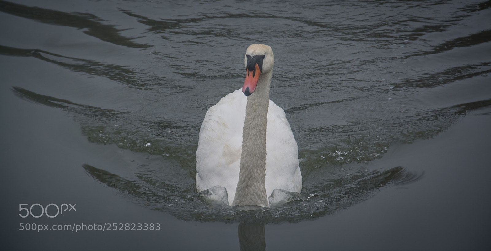 Nikon D7100 sample photo. Swan photography