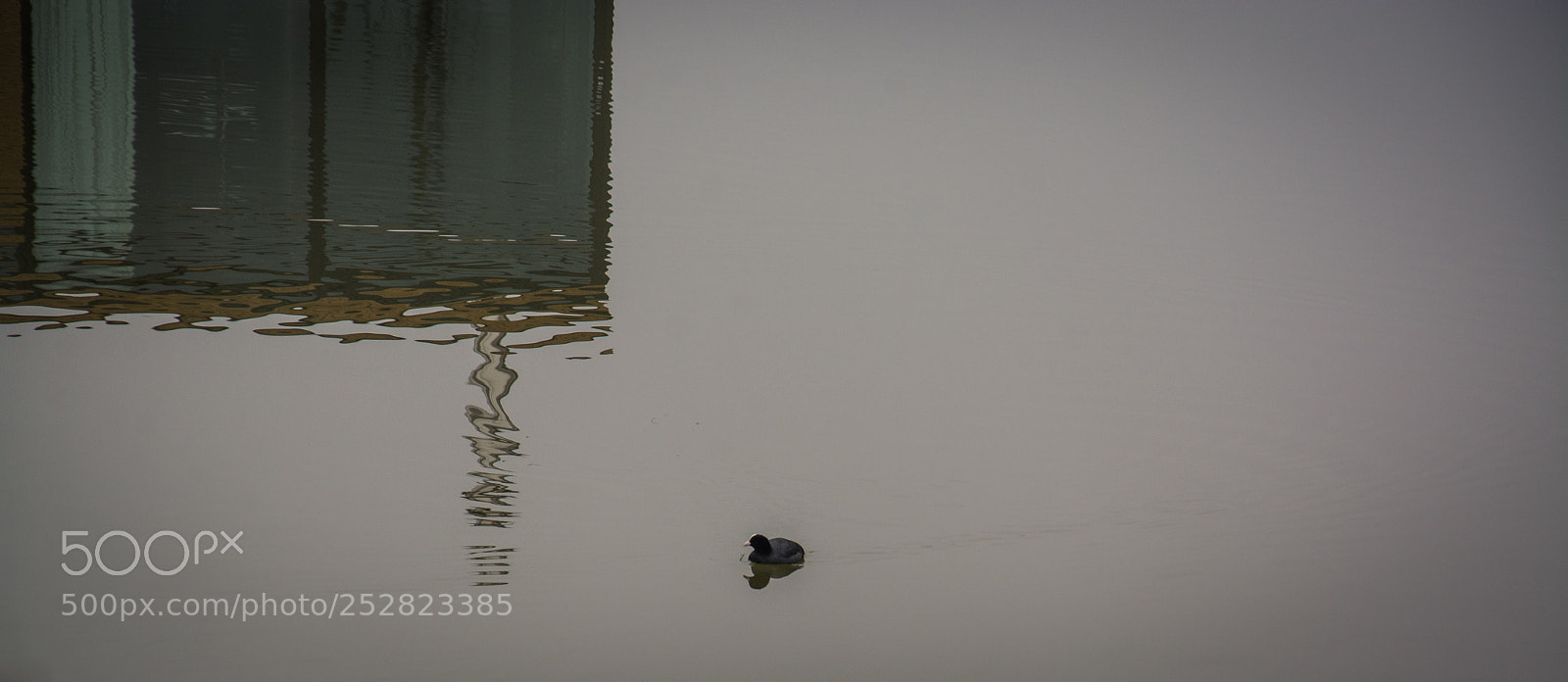 Nikon D7100 sample photo. Coot photography