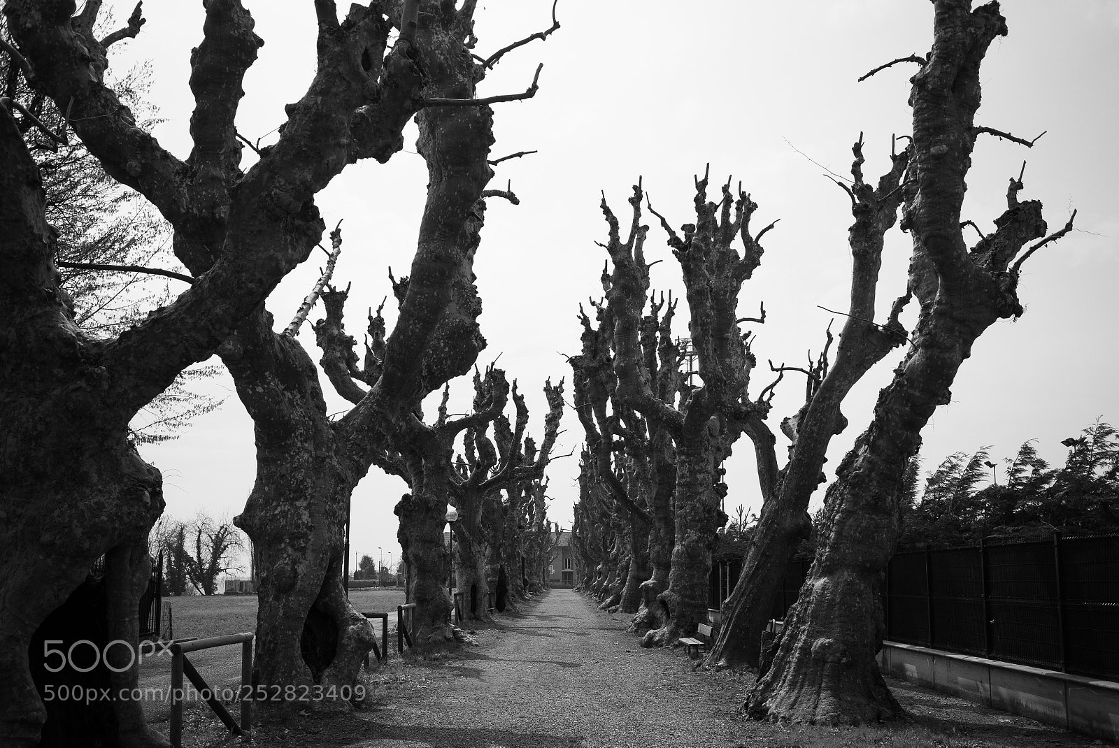 Leica M (Typ 240) sample photo. Cherasco - alberi nodosi 2 photography