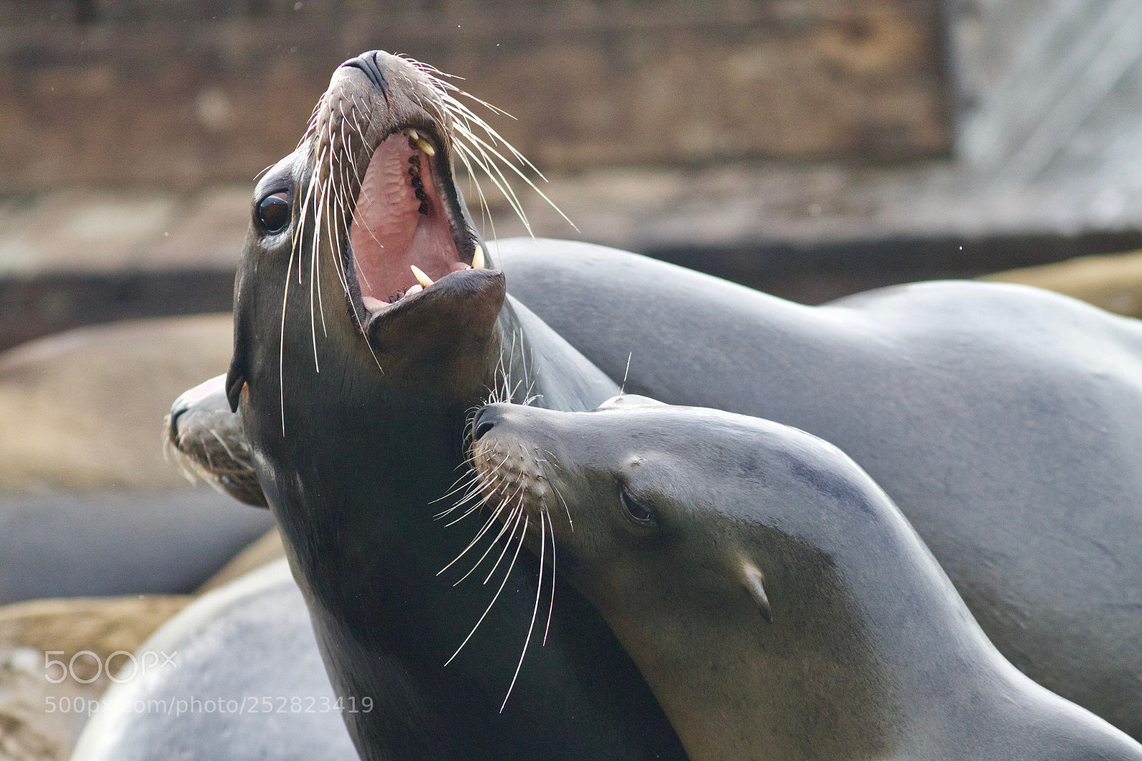 Canon EOS 70D sample photo. Sea lions fighting at photography