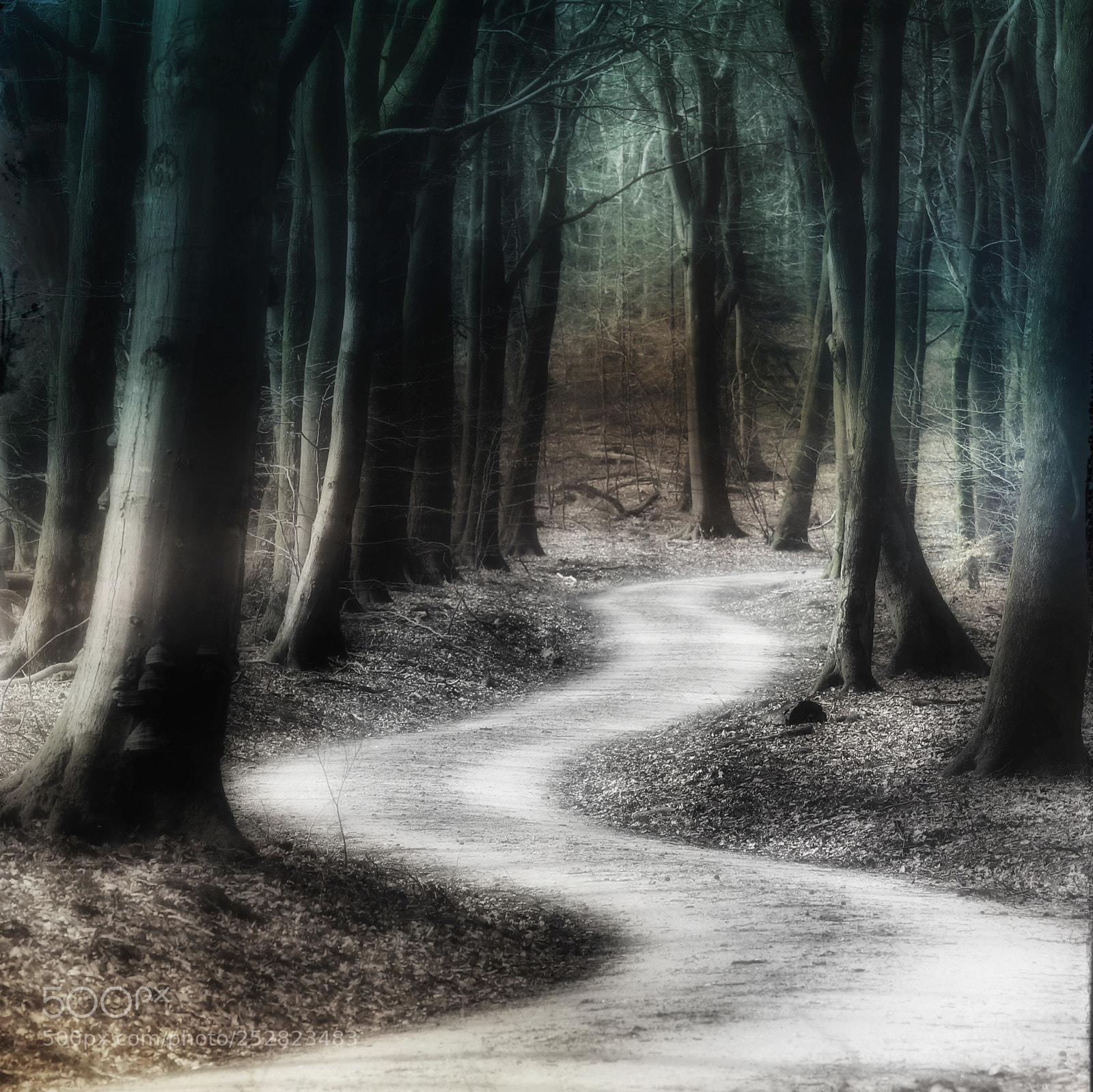Canon EOS 80D sample photo. In the woods somewhere photography