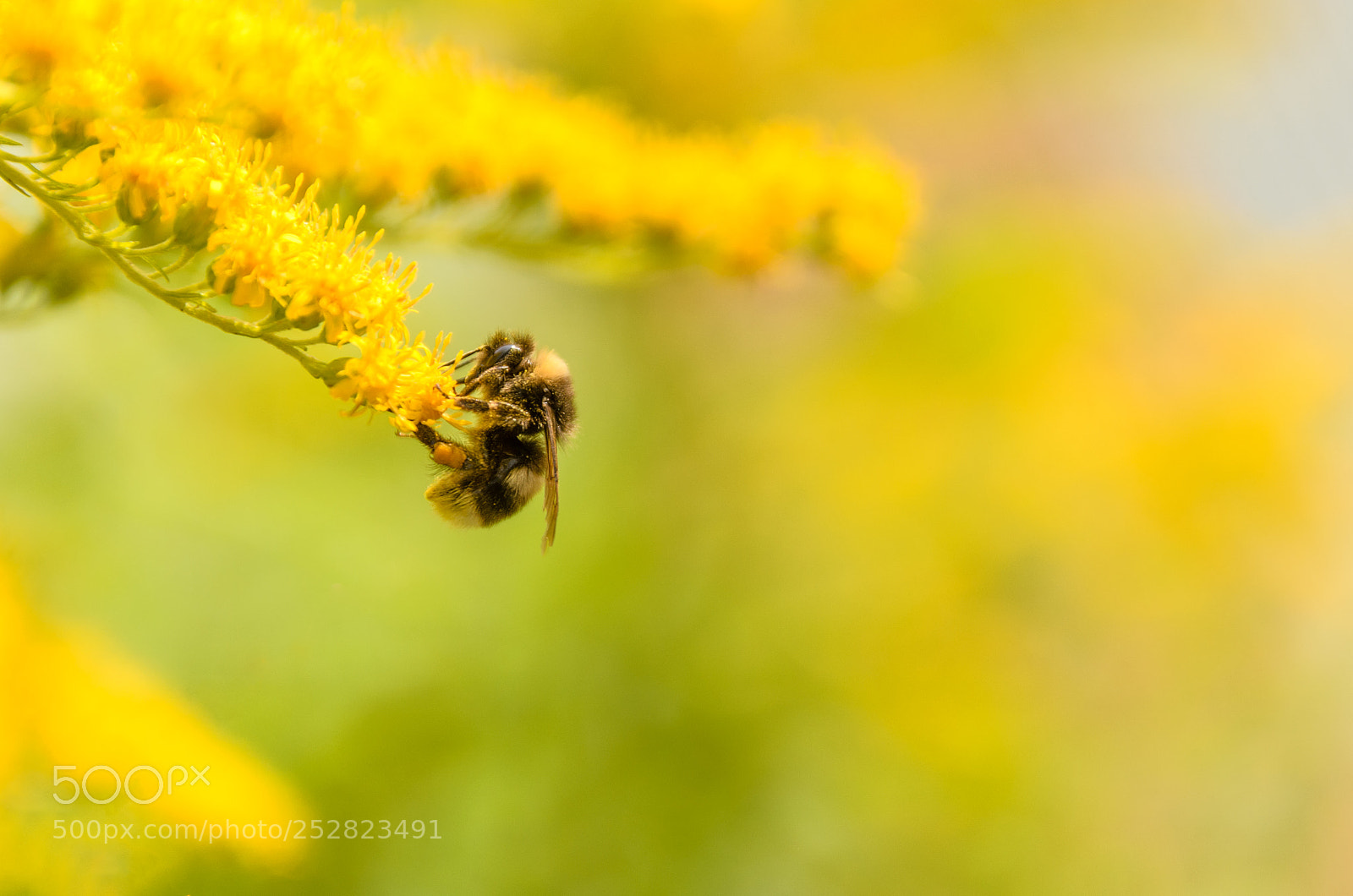 Nikon D7000 sample photo. Bumblebee collecting nectar from photography