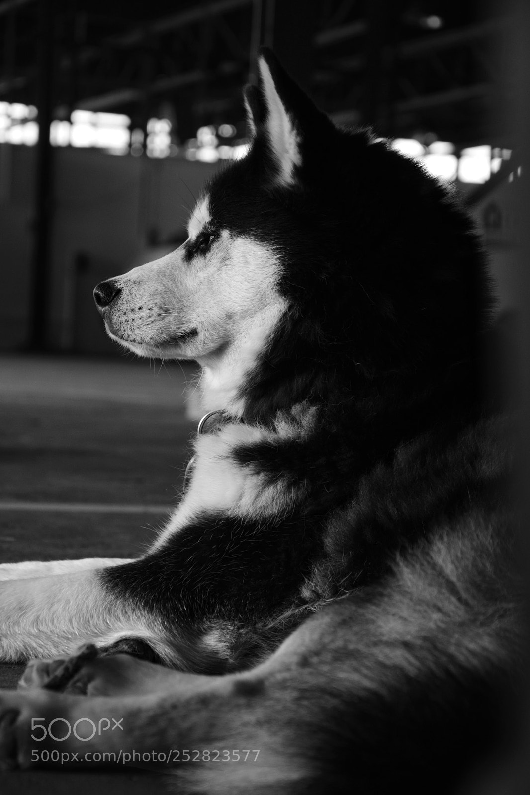 Nikon D5300 sample photo. Sitting like a sphinx photography