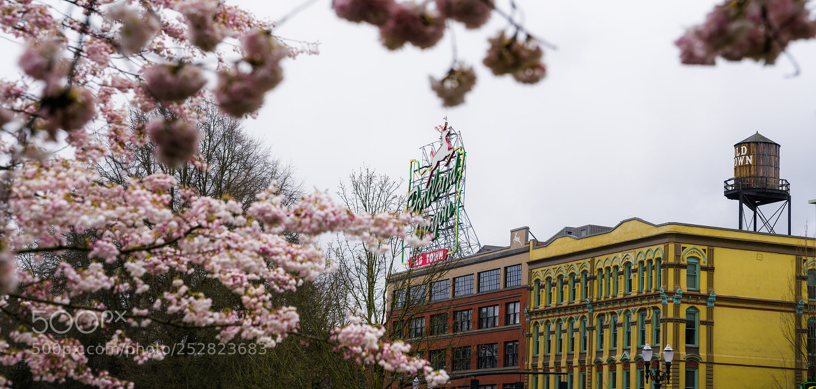 Sony a7R II sample photo. Portland, or photography