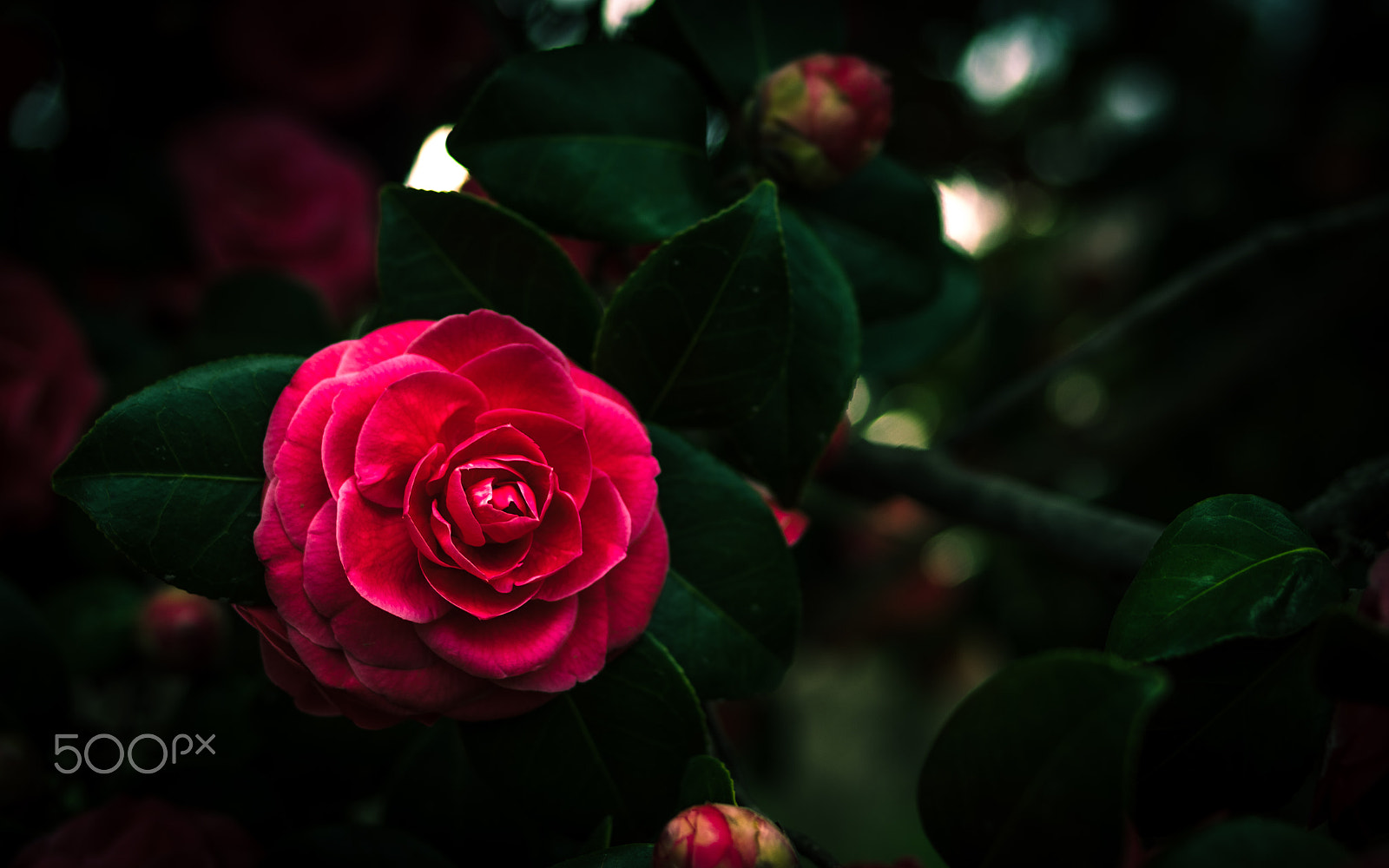 Pentax KP sample photo. Camellia photography