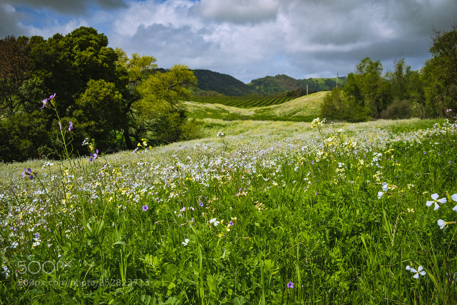 Fujifilm X-T2 sample photo. A carpet of flowers photography