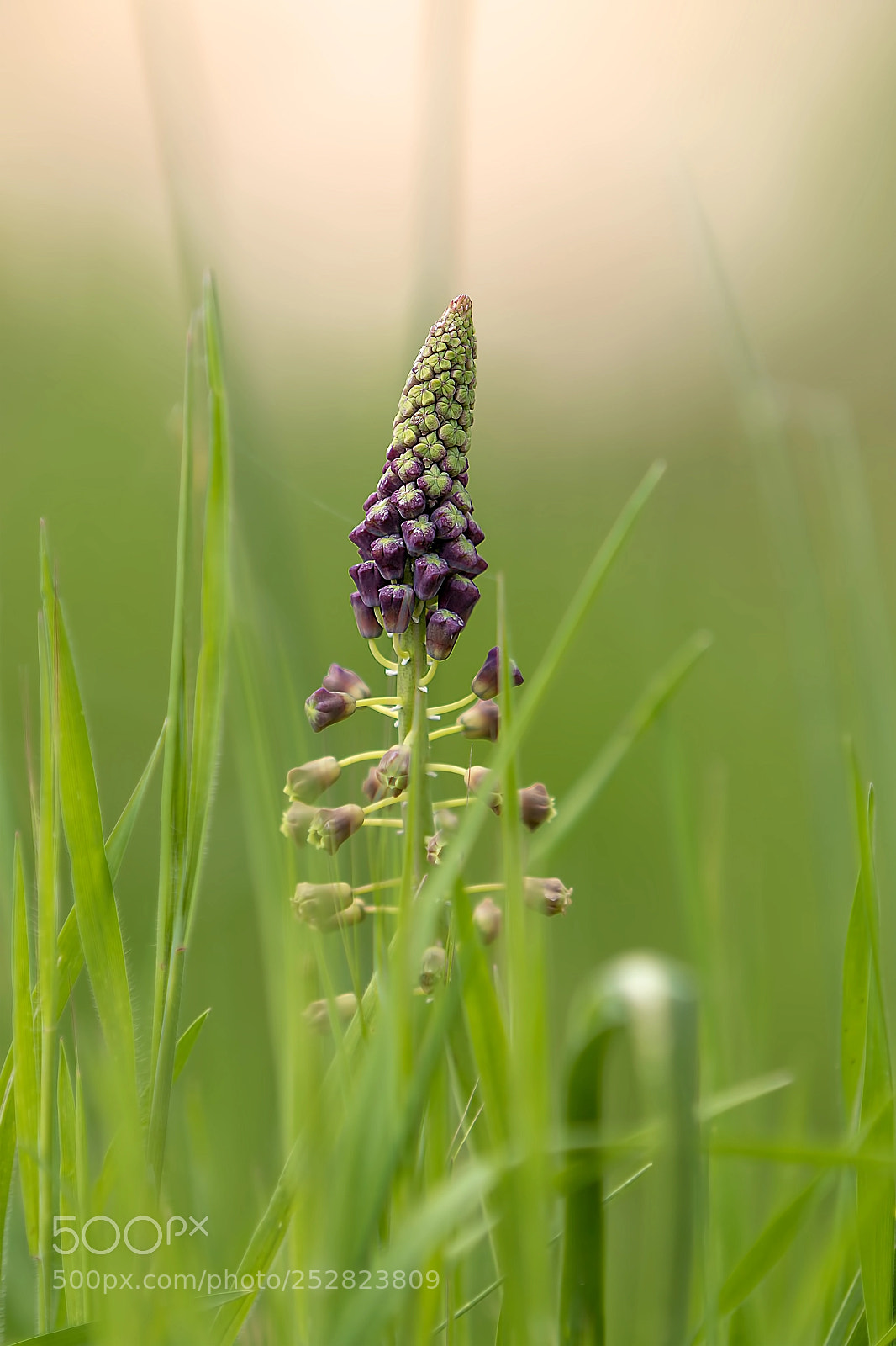 Canon EOS 70D sample photo. Solitary flower photography