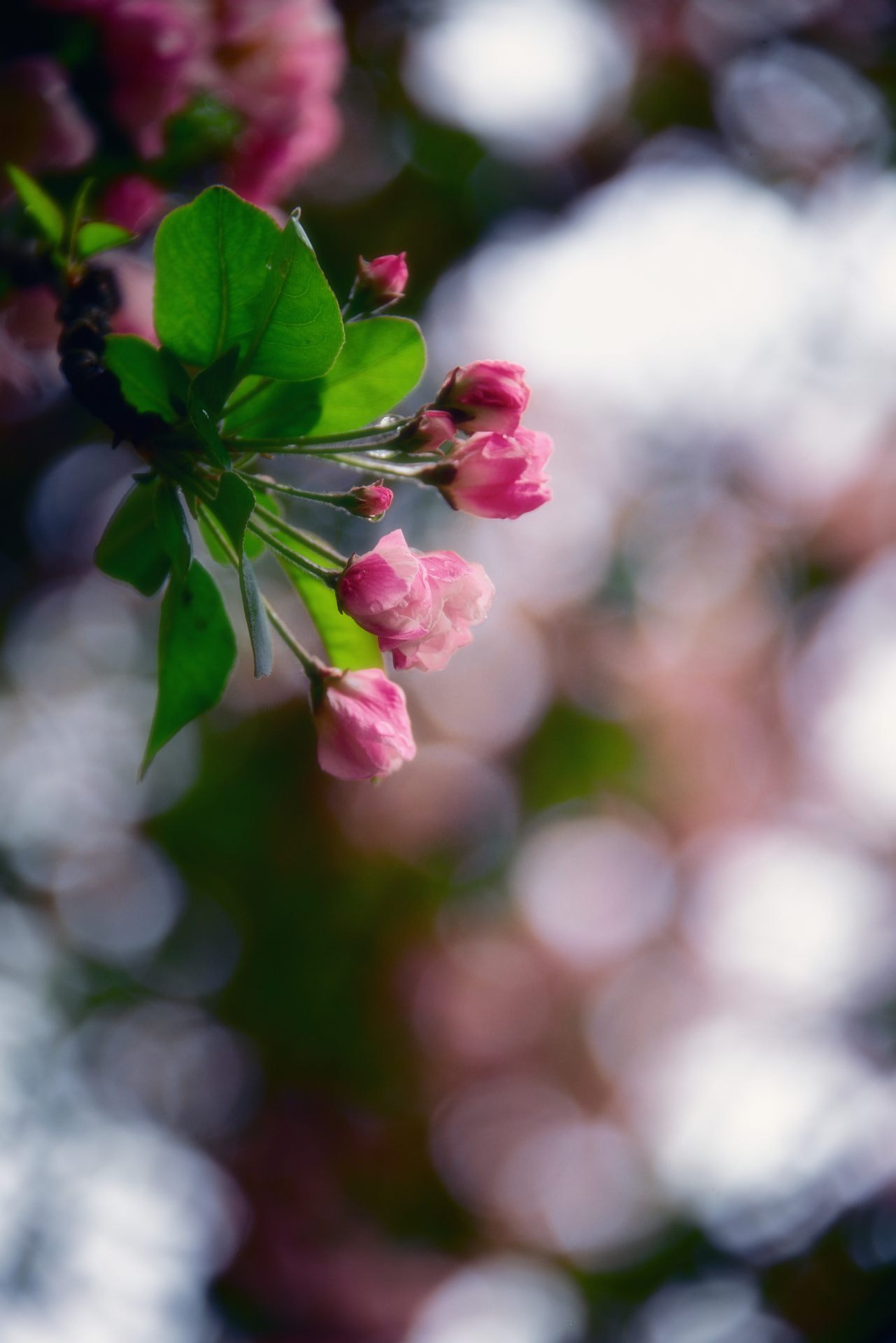 Nikon D800 sample photo. Cherryapple photography