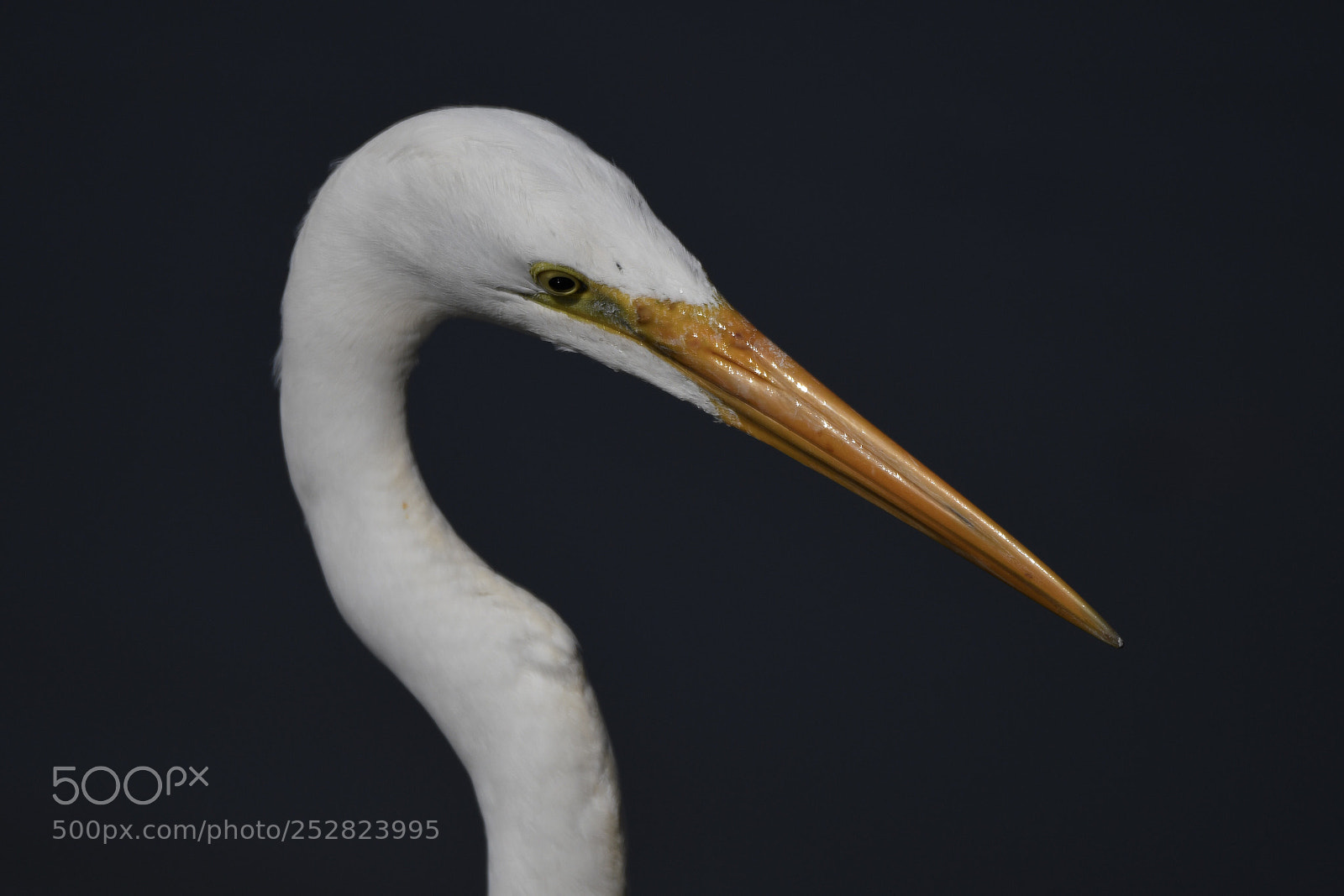 Nikon D500 sample photo. Great egret photography