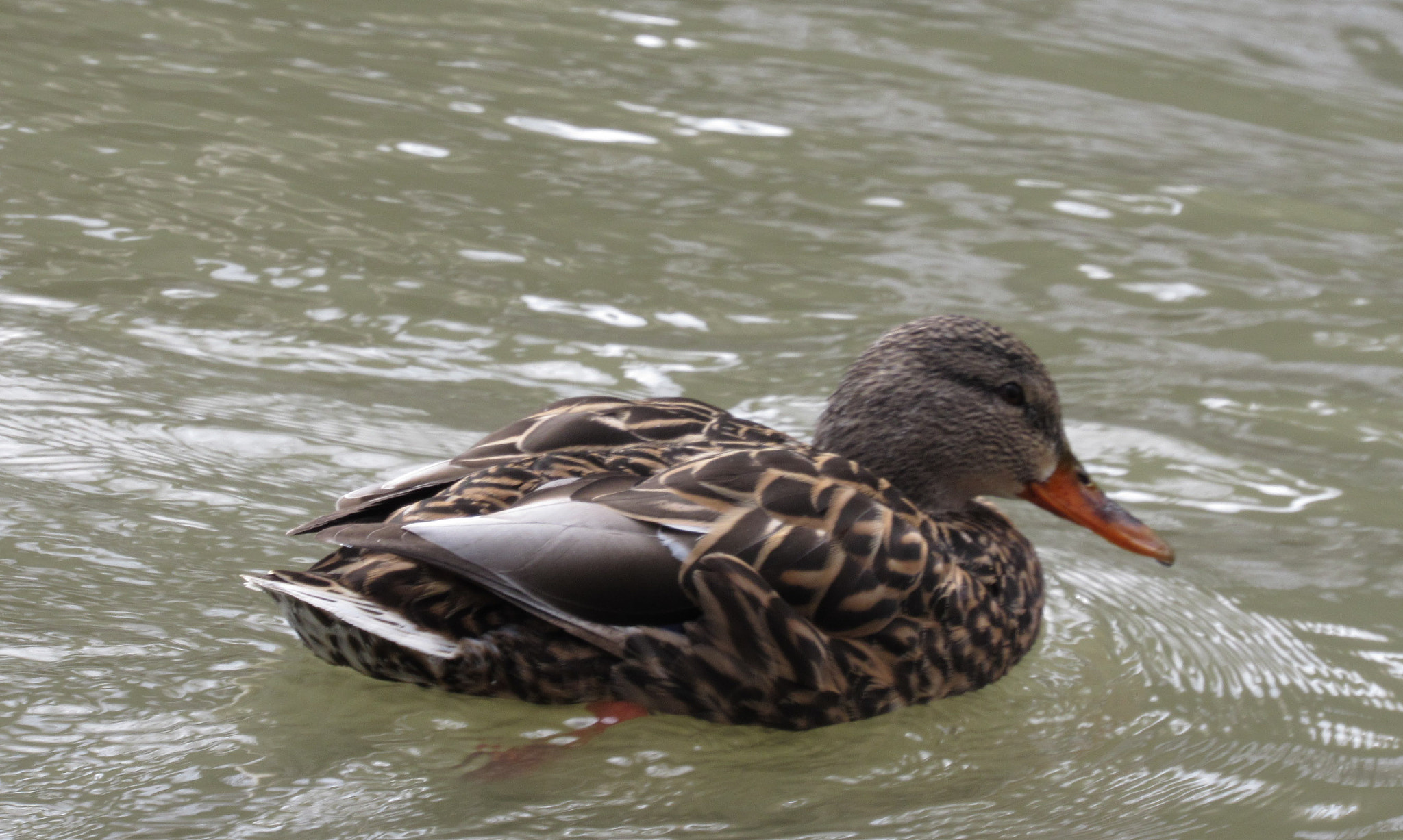Canon PowerShot SX520 HS sample photo. Like water off a mallards back photography
